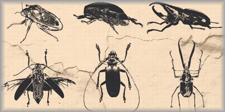 40-bettle-vector-pack.jpg