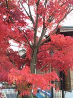 写真 2013-11-04 13 53 34.jpg