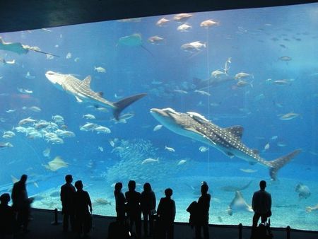 美ら海水族館.jpg