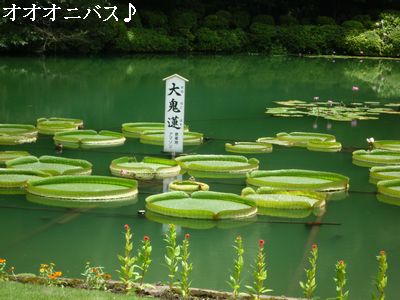 大鬼蓮(オオオニバス)